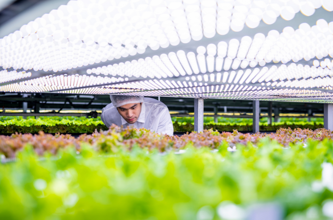 Le 5 startup più promettenti del settore agroalimentare